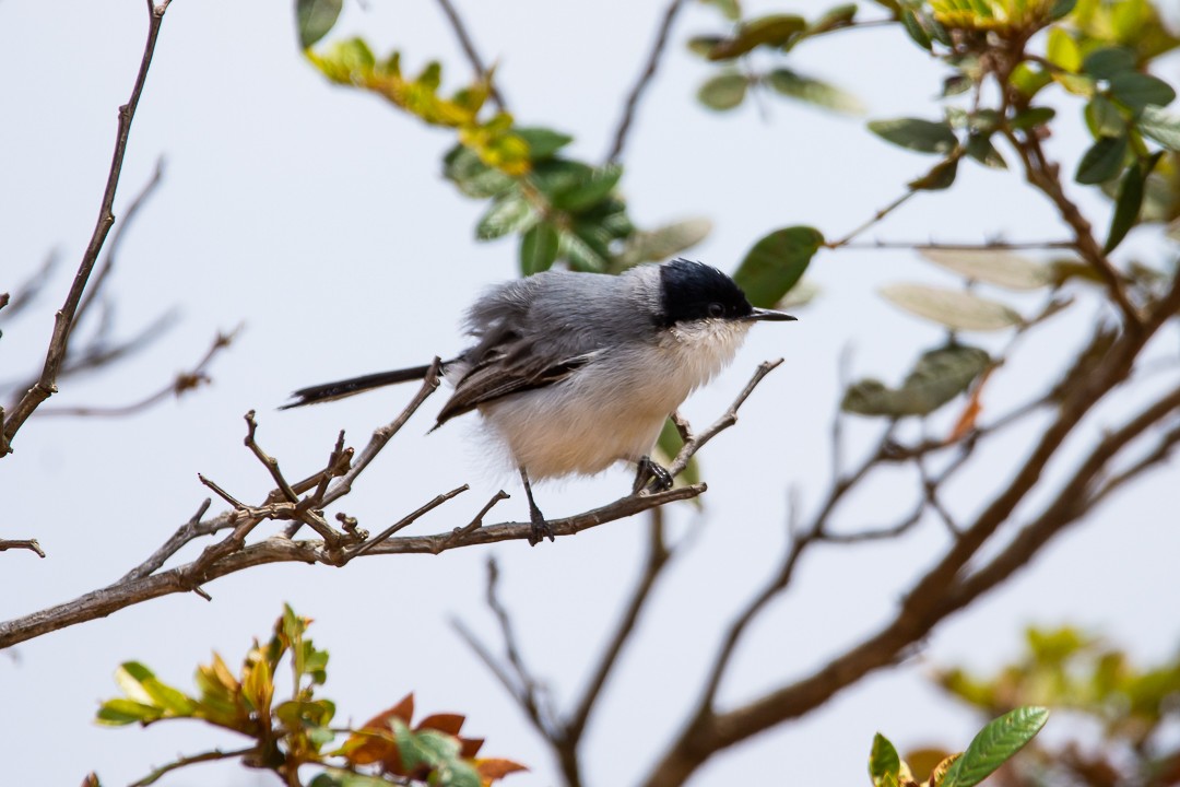 Tropical Gnatcatcher - ML644589903