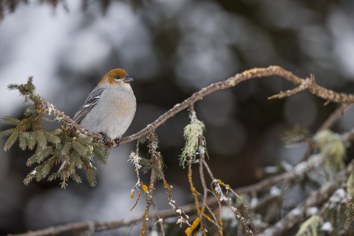 konglebit - ML644589904