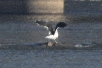 Great Black-backed Gull - ML644589912