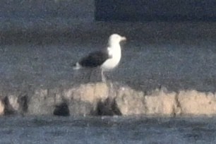 Great Black-backed Gull - ML644589913