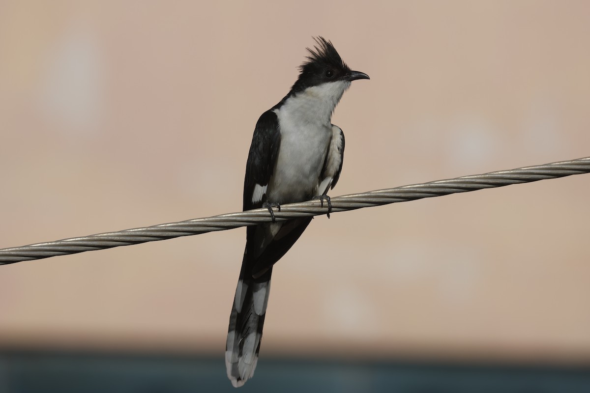 Pied Cuckoo - ML644589917