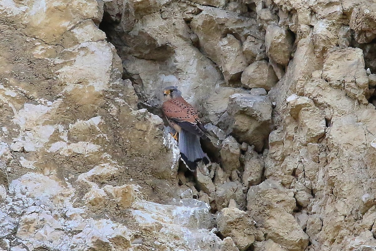 Пустельга (группа tinnunculus) - ML644589924