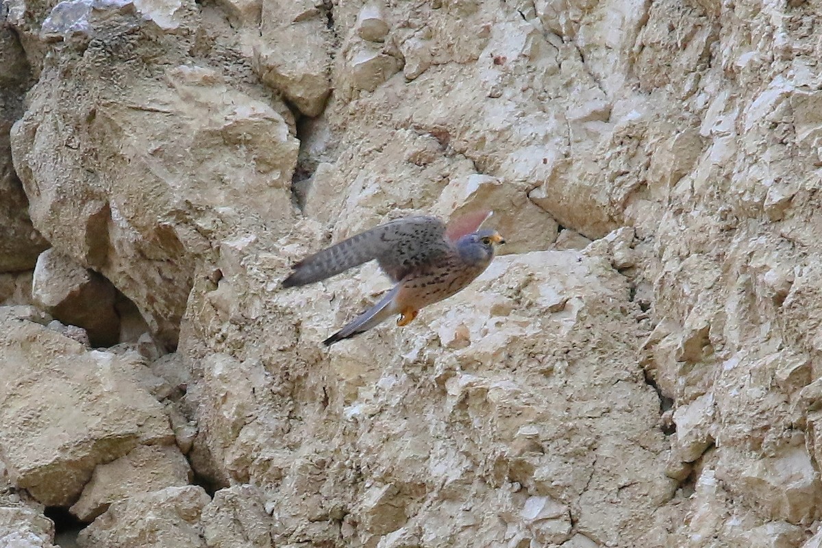 Пустельга (группа tinnunculus) - ML644589928