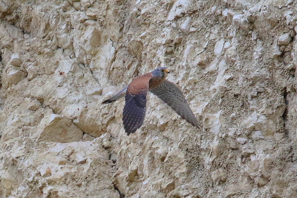 Пустельга (группа tinnunculus) - ML644589929