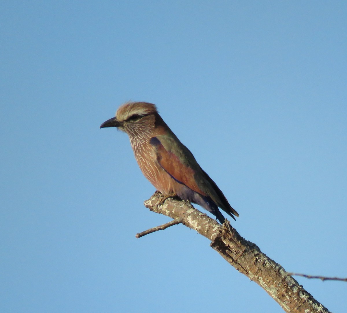 チャガシラニシブッポウソウ - ML644589931