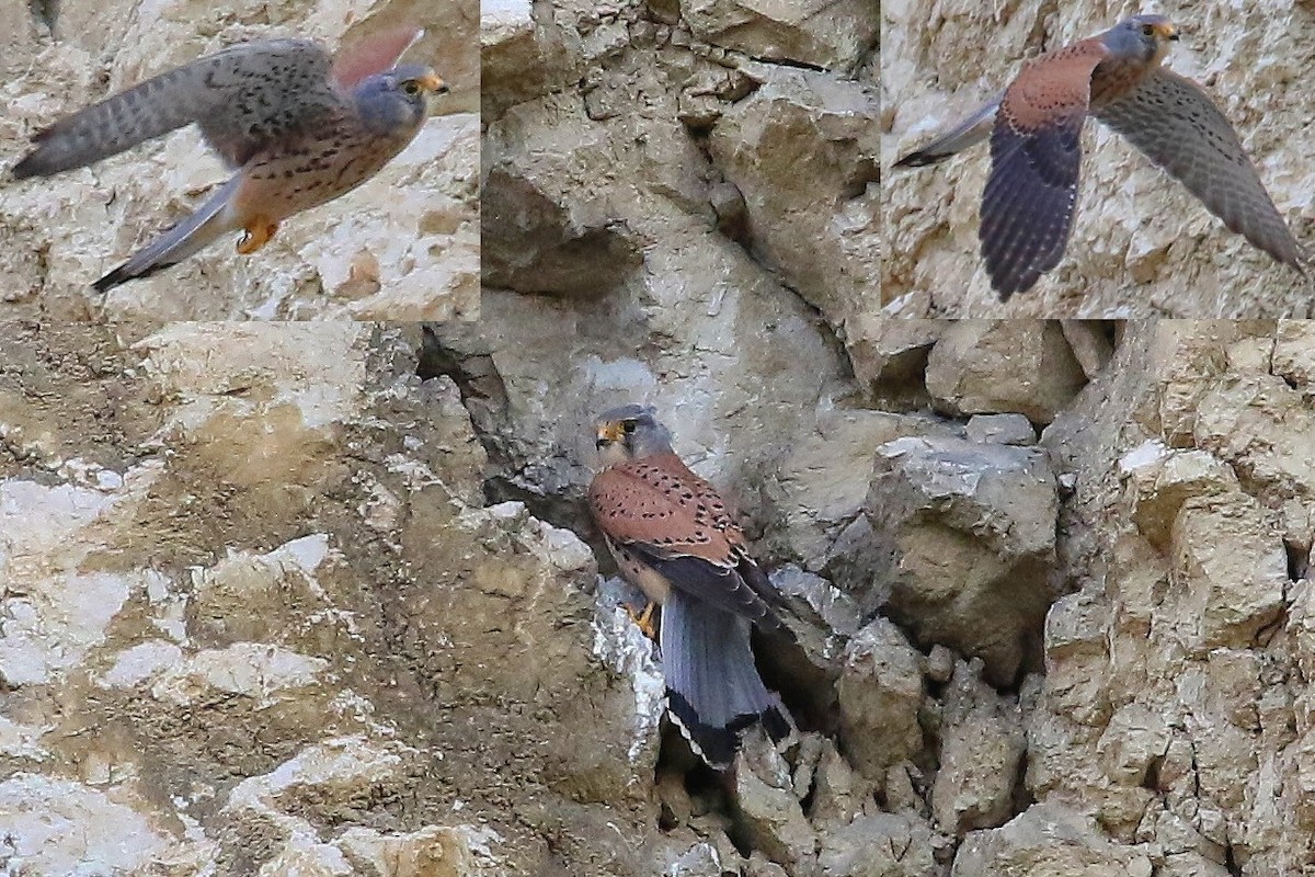 Пустельга (группа tinnunculus) - ML644589934