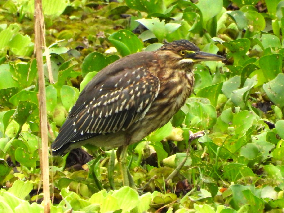 Striated Heron - ML644589950