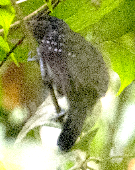 Black-hooded Antshrike - ML644589953