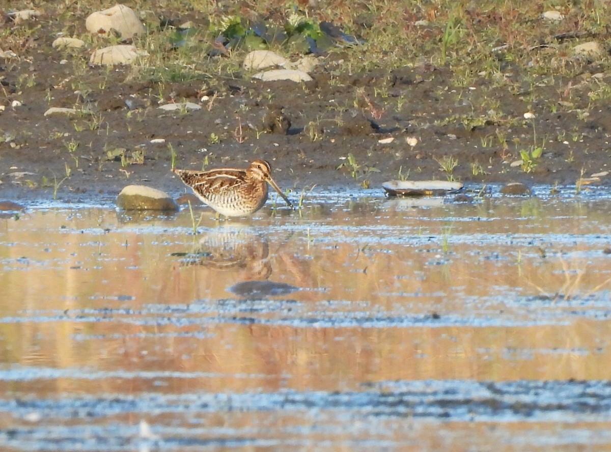 Wilson's Snipe - ML644589966