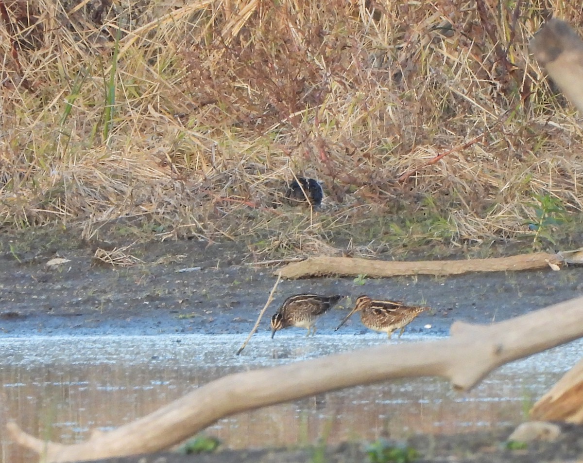 Wilson's Snipe - ML644589967