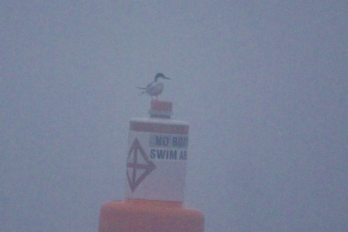 Черноухая крачка - ML644589976