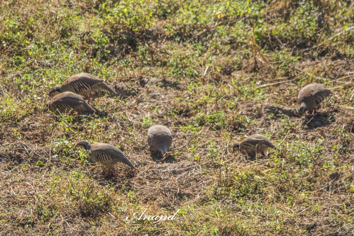Chukar - ML644589985