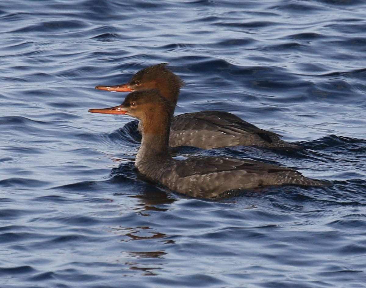 Red-breasted Merganser - ML644589990