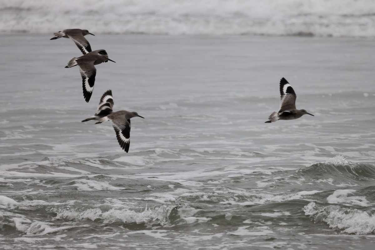 Willet - ML644589991