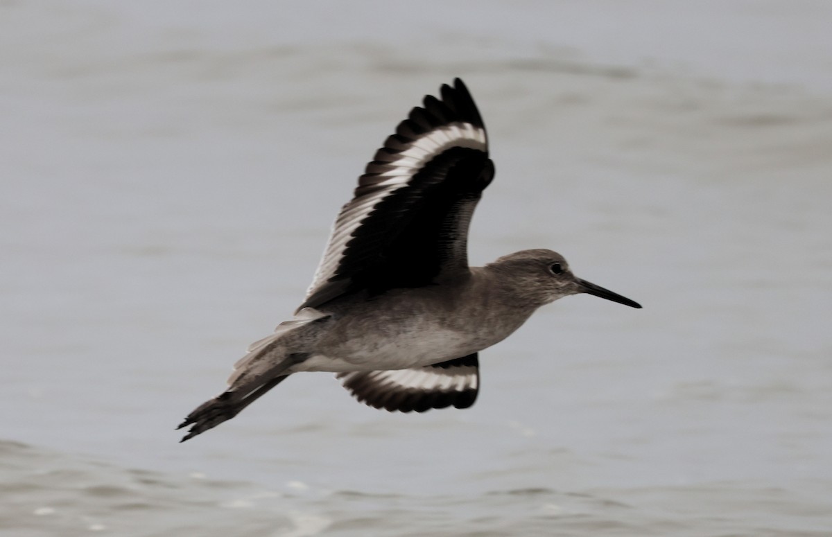 Willet - ML644590009