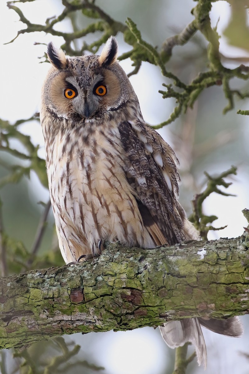 トラフズク - ML644590015