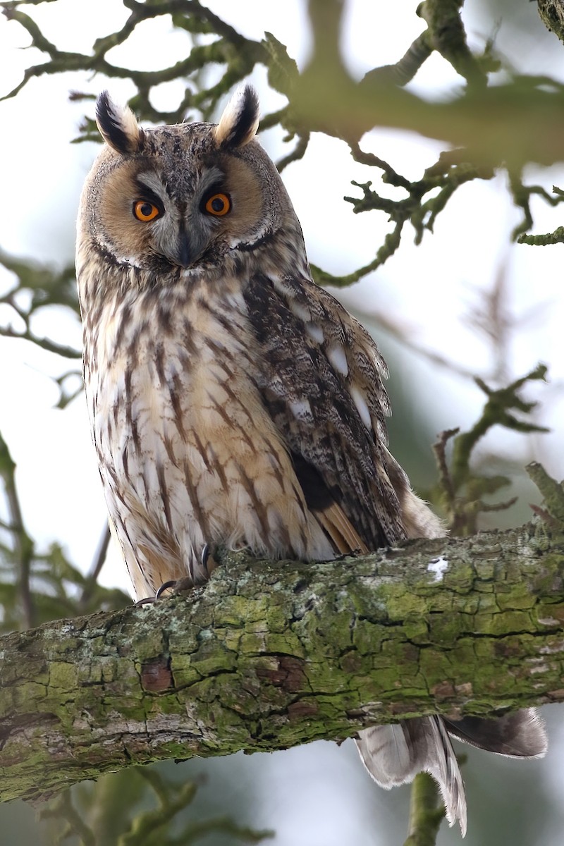 トラフズク - ML644590016