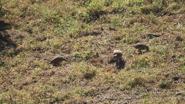 Chukar - ML644590019