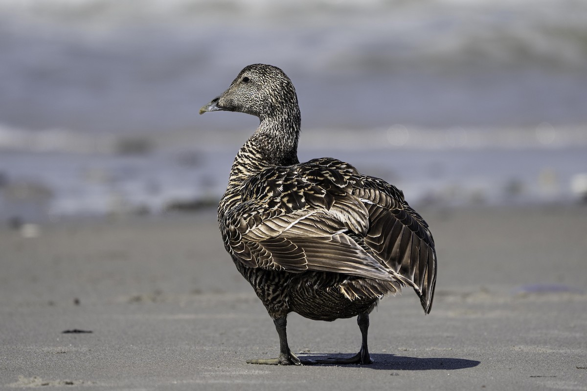 אדרית שחורת-כיפה - ML644590032