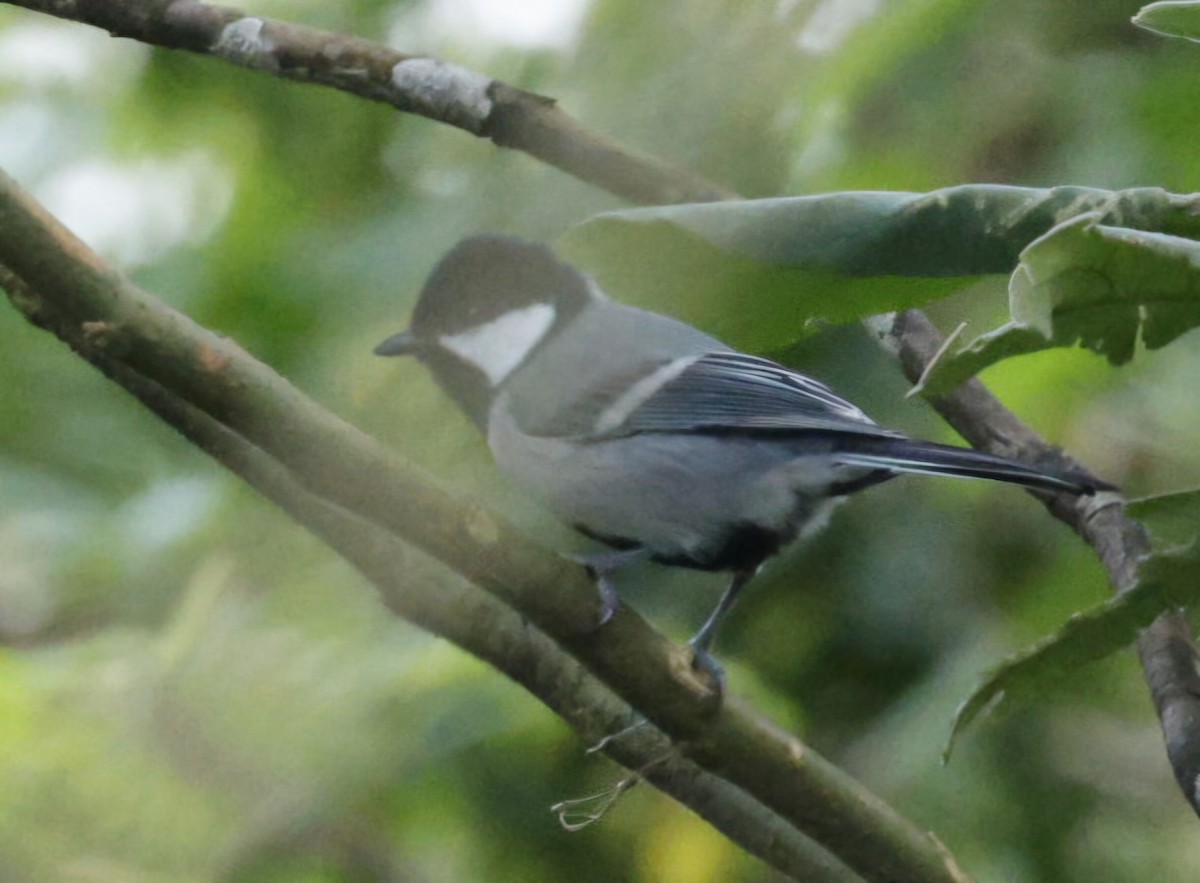 gråkjøttmeis (cinereus gr.) - ML644590033