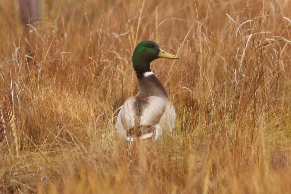 Зэрлэг нугас - ML644590036