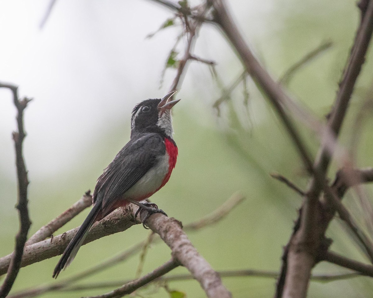 ムネアカアメリカムシクイ - ML644590043