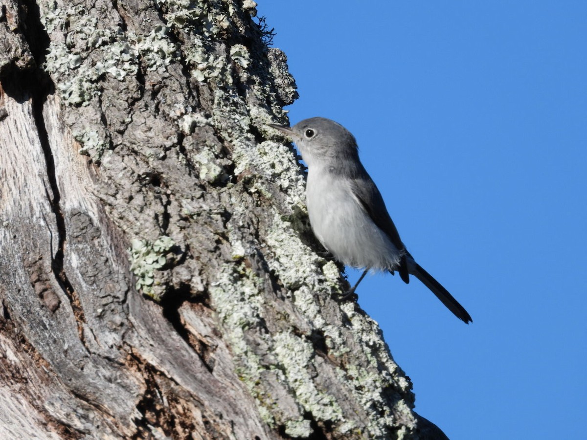 Blue-gray Gnatcatcher - ML644590047