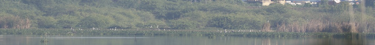 Gray Heron - ML644590054