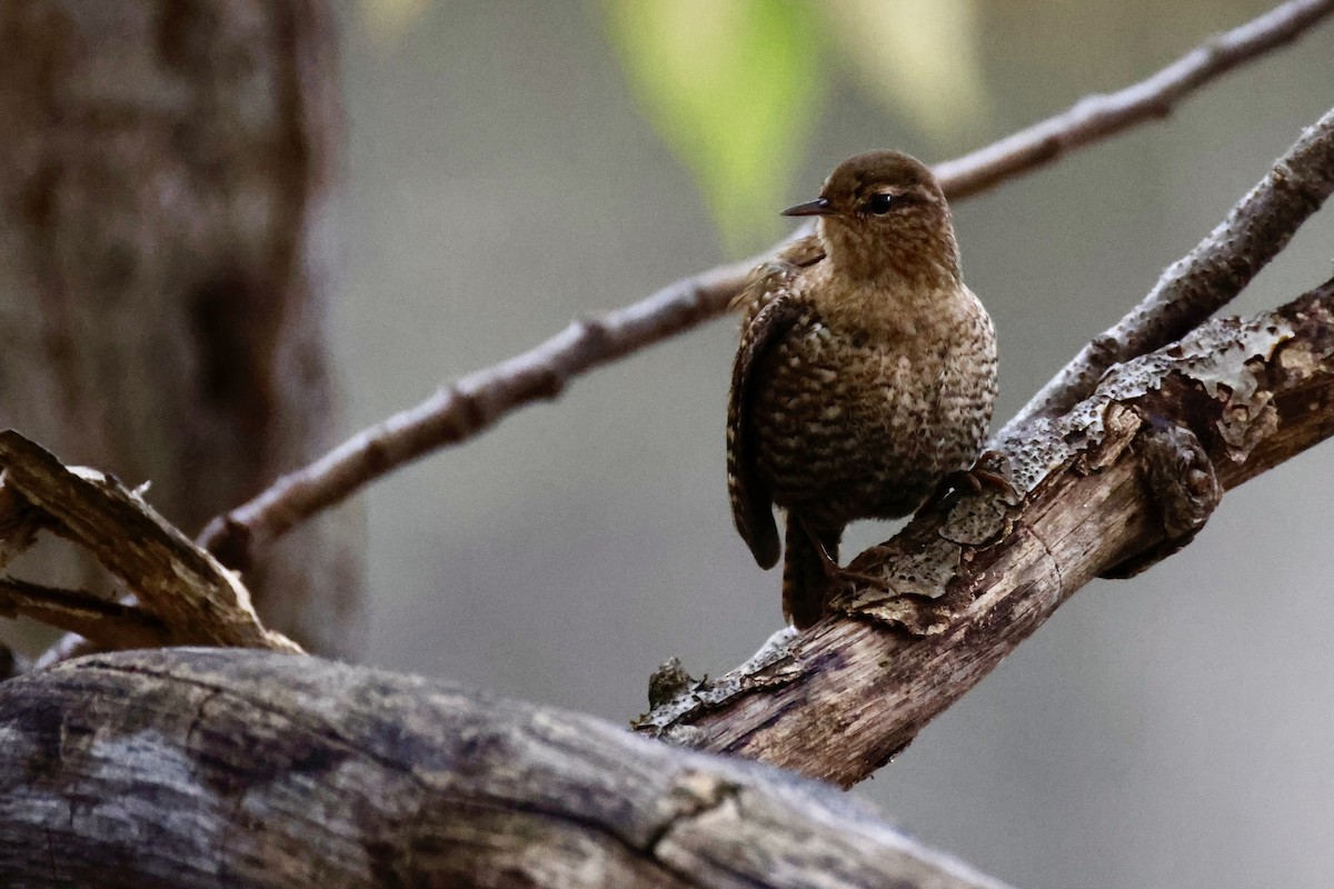 Winter Wren - ML644590072