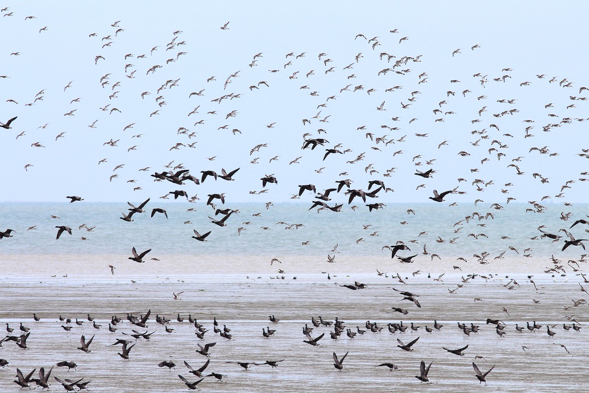 Brant (Dark-bellied) - ML644590080