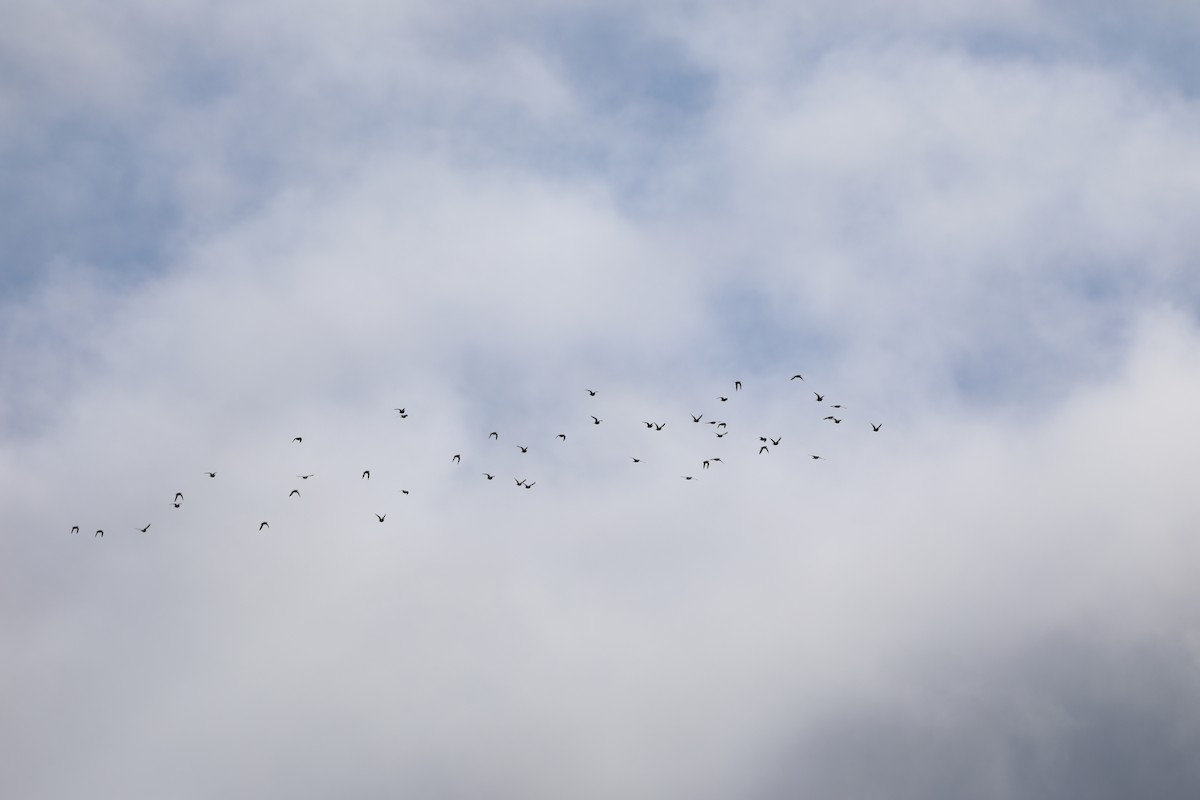 Namaqua Sandgrouse - ML644590091