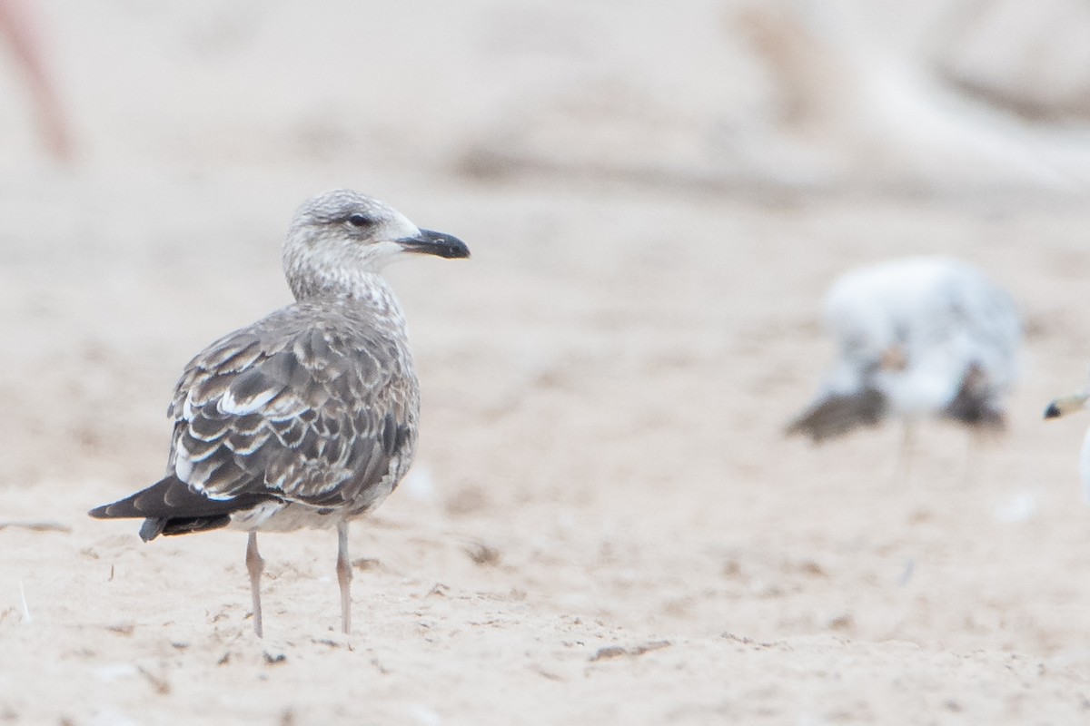 Lesser Black-backed Gull - ML644590092