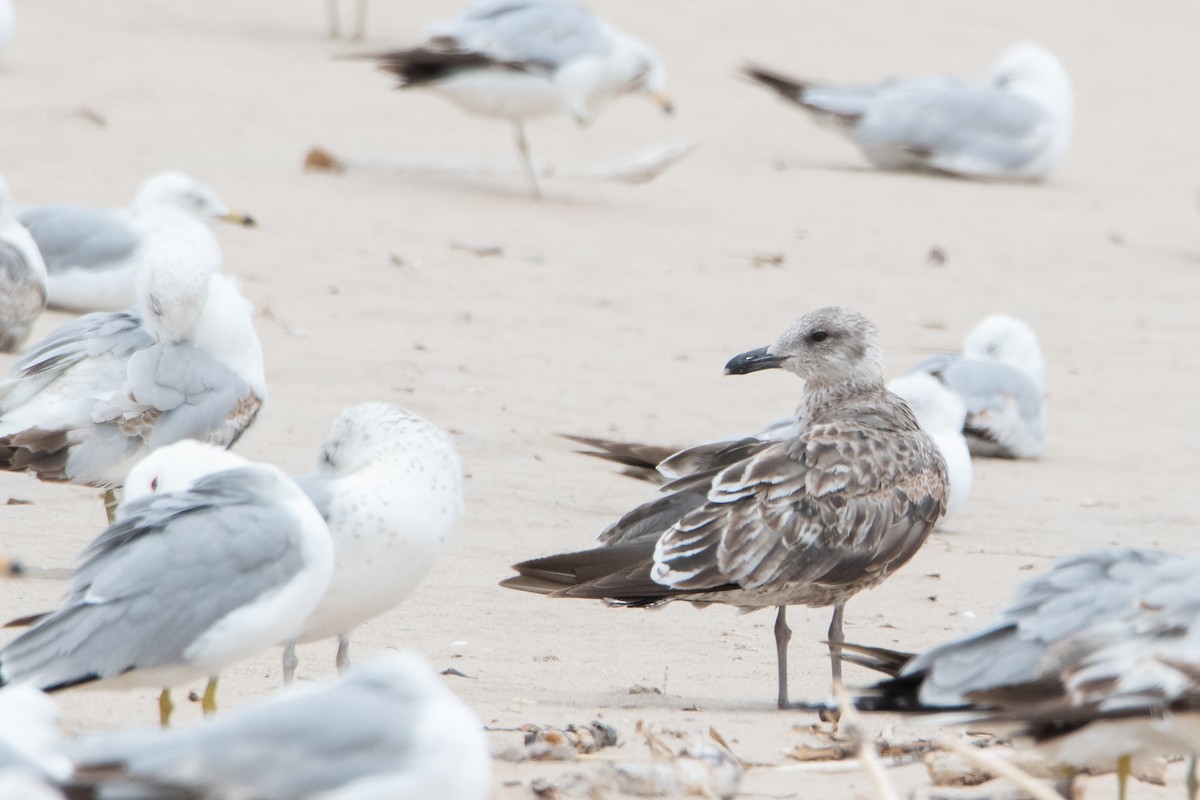 Lesser Black-backed Gull - ML644590094
