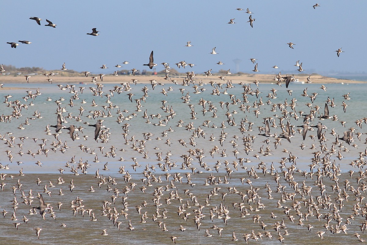 Black-tailed Godwit - ML644590095