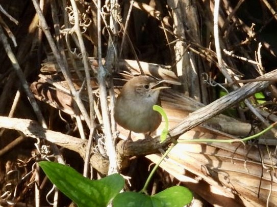 Northern House Wren - ML644590097