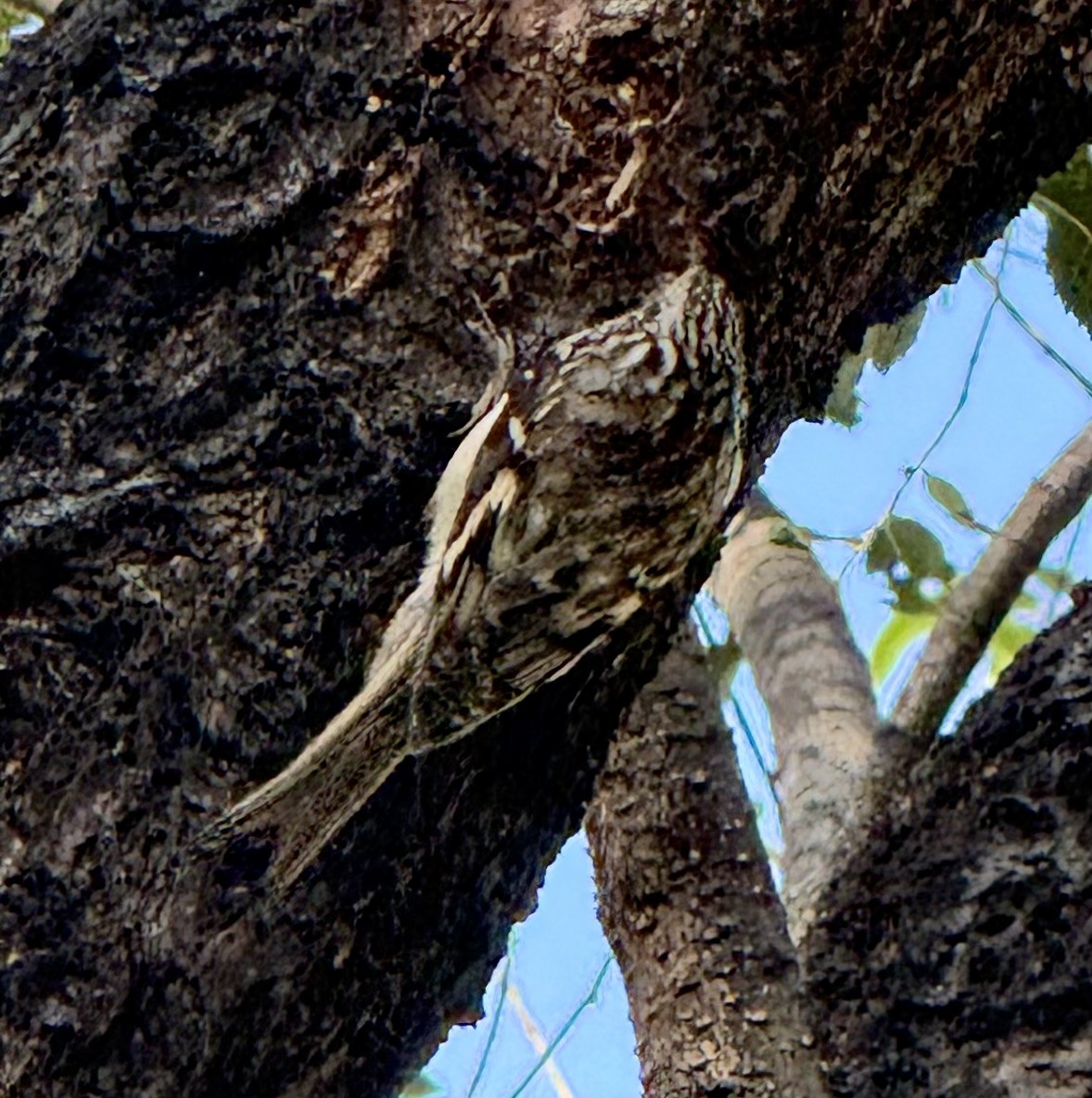 amerikatrekryper - ML644590106