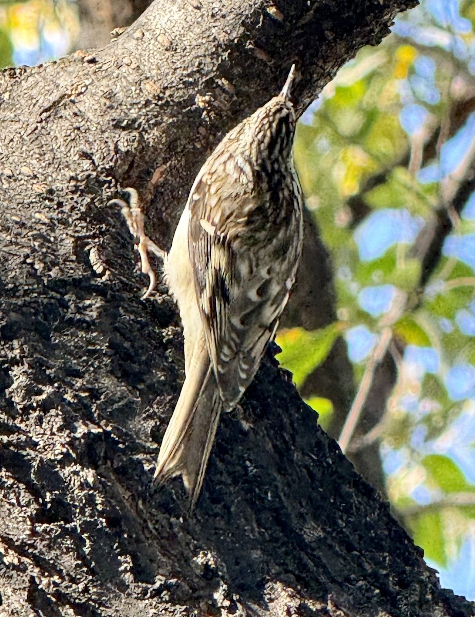 amerikatrekryper - ML644590107