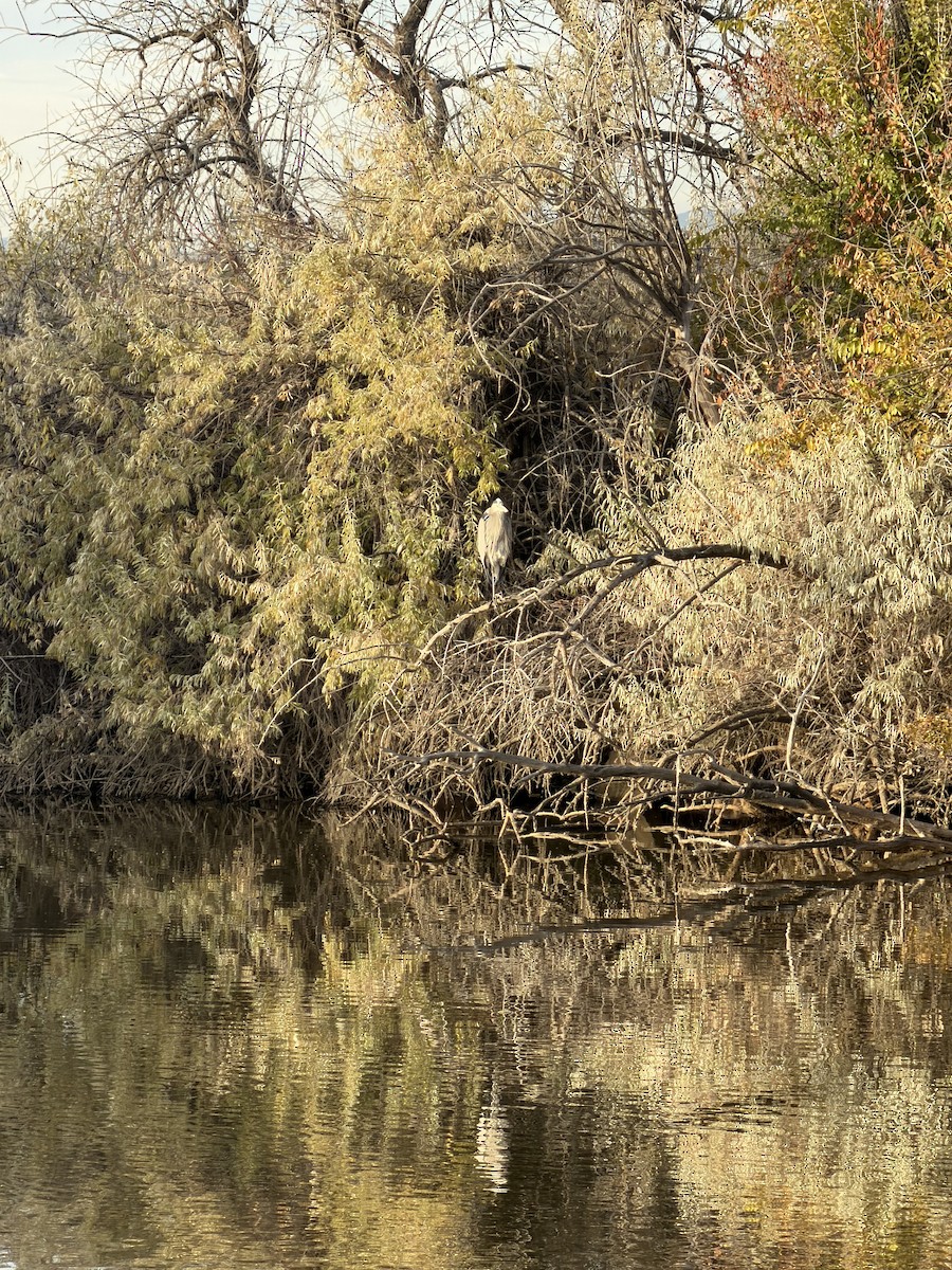 Amerika Gri Balıkçılı - ML644590108