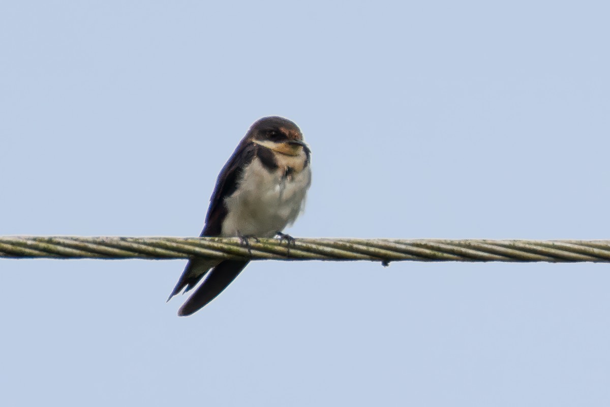 Ethiopian Swallow - ML644590111