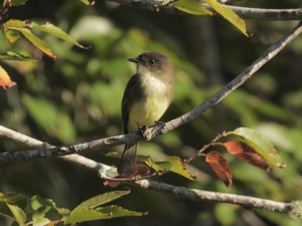 Eastern Phoebe - ML644590116