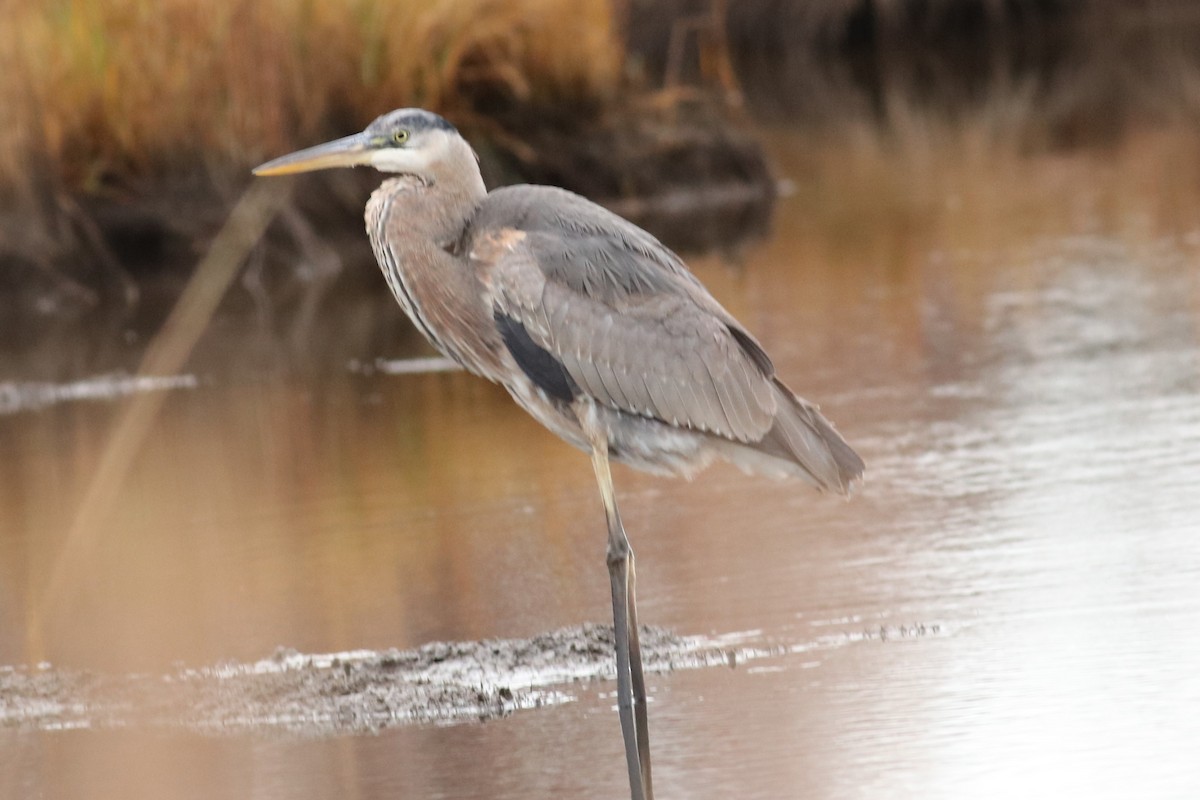 Amerika Gri Balıkçılı - ML644590117