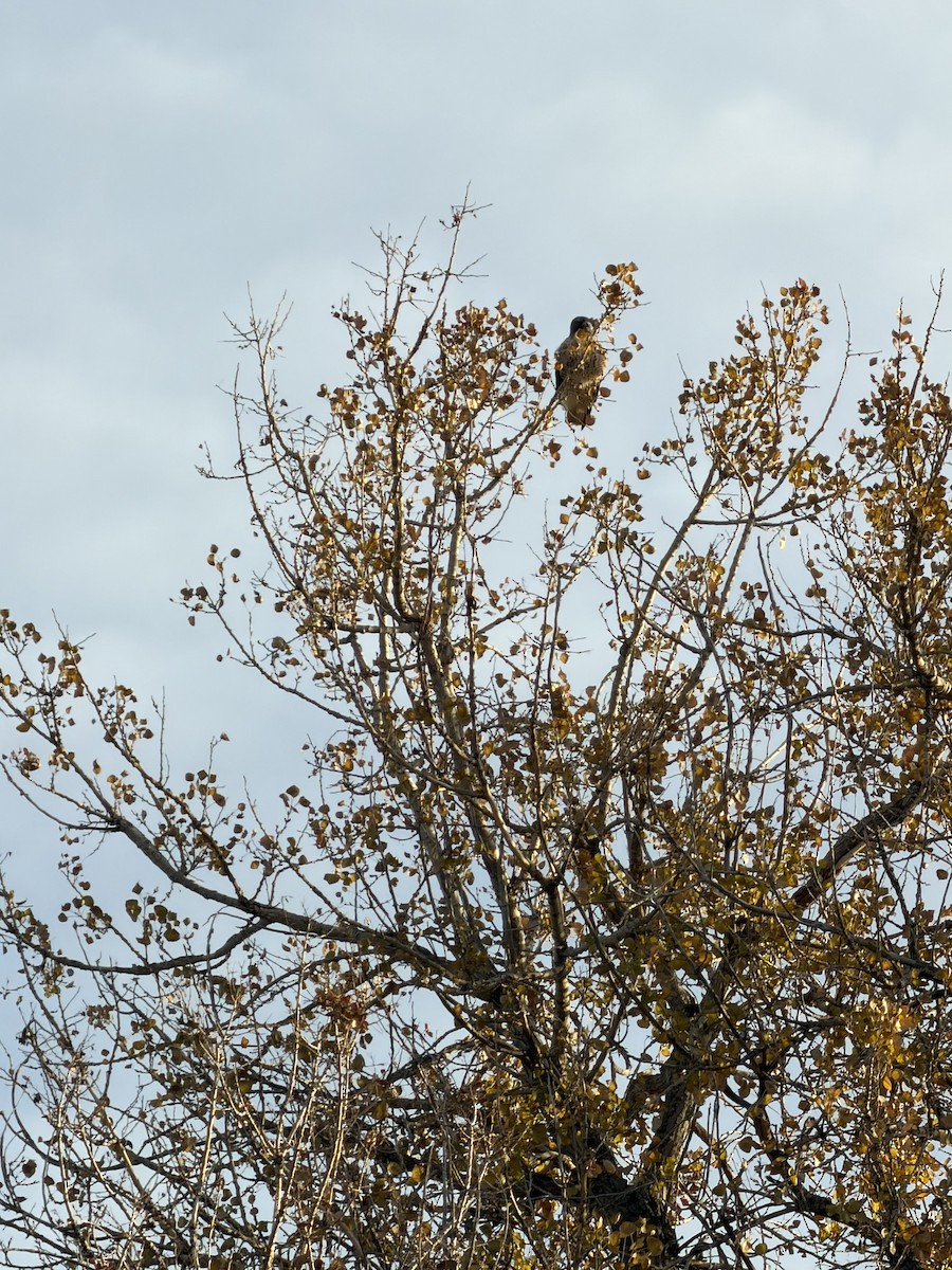 Канюк неоарктичний - ML644590120