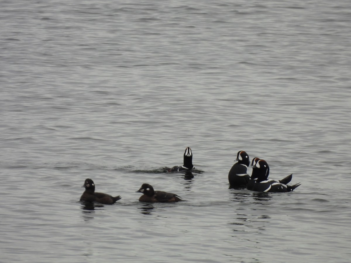 Harlequin Duck - ML644590121