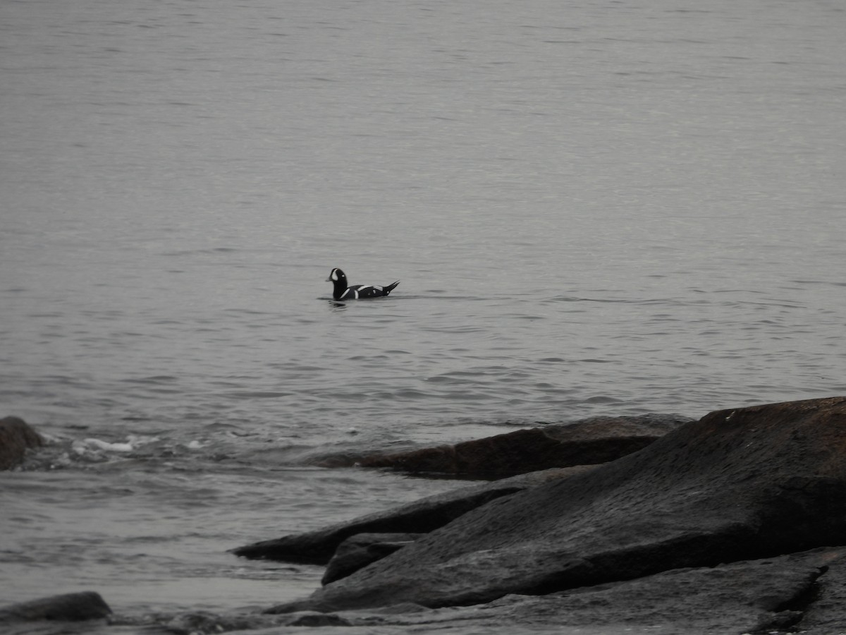 Harlequin Duck - ML644590122