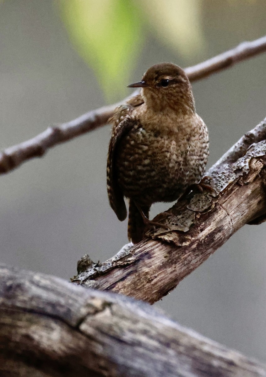 Winter Wren - ML644590124