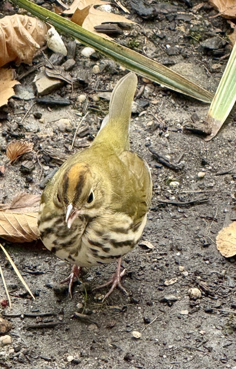 Reinita Hornera - ML644590127