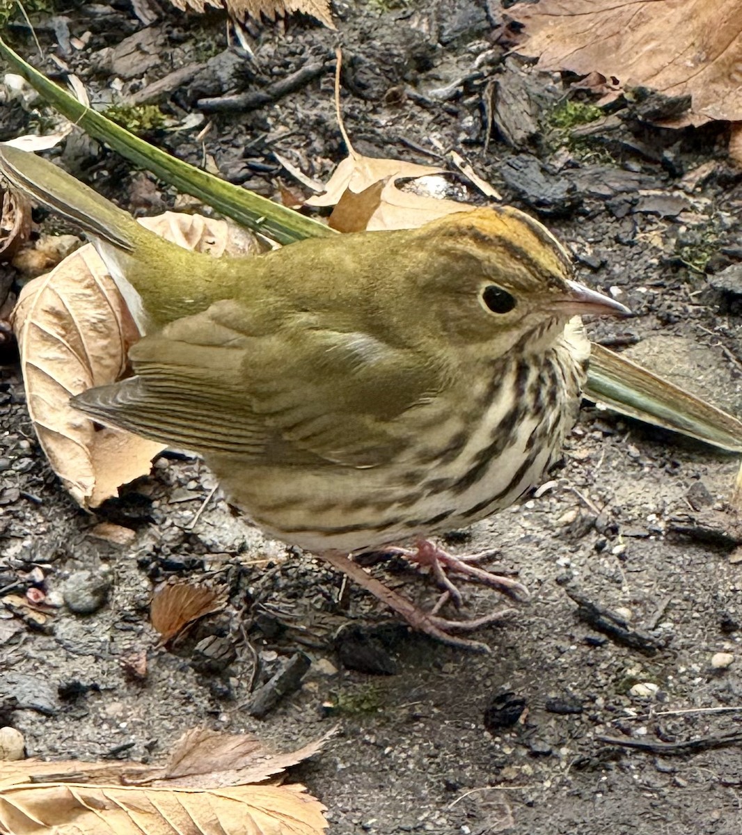 Reinita Hornera - ML644590128