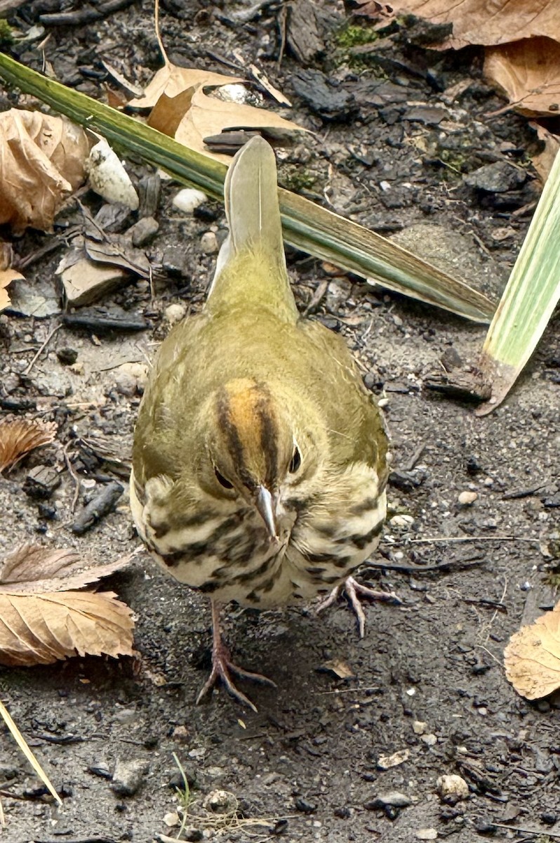 Reinita Hornera - ML644590129