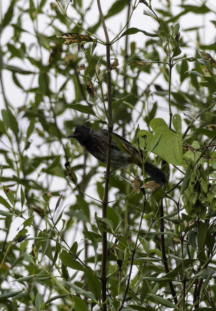 Red-vented Bulbul - ML644590148