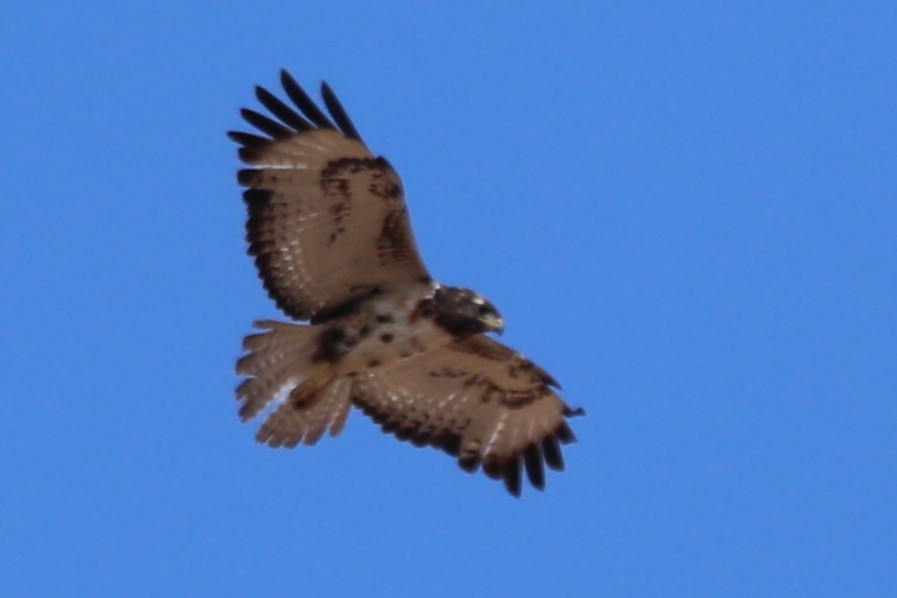 Black-chested Snake-Eagle - ML644590150